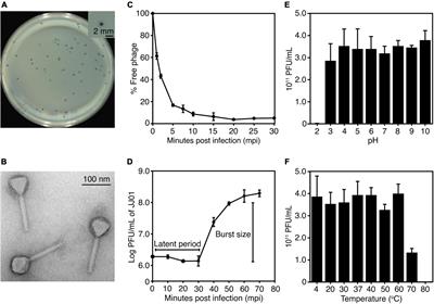 Phage-resistant Pseudomonas aeruginosa against a novel lytic phage JJ01 exhibits hypersensitivity to colistin and reduces biofilm production